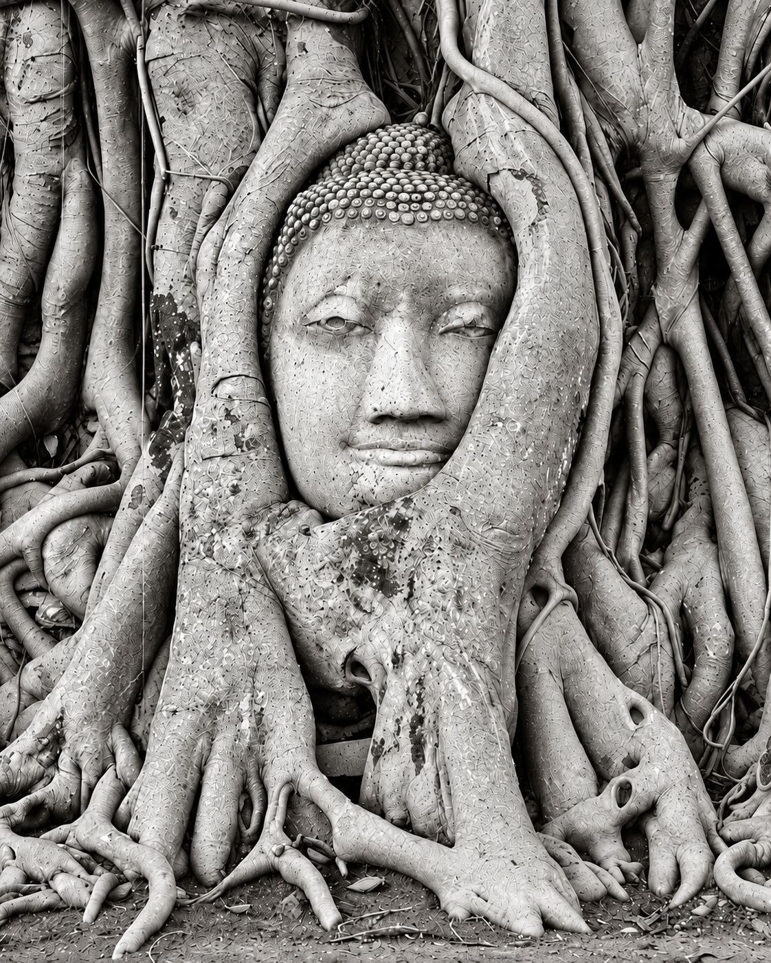 Tête de Bouddha en pierre enlacée par les racines d’un arbre, photographie en noir et blanc