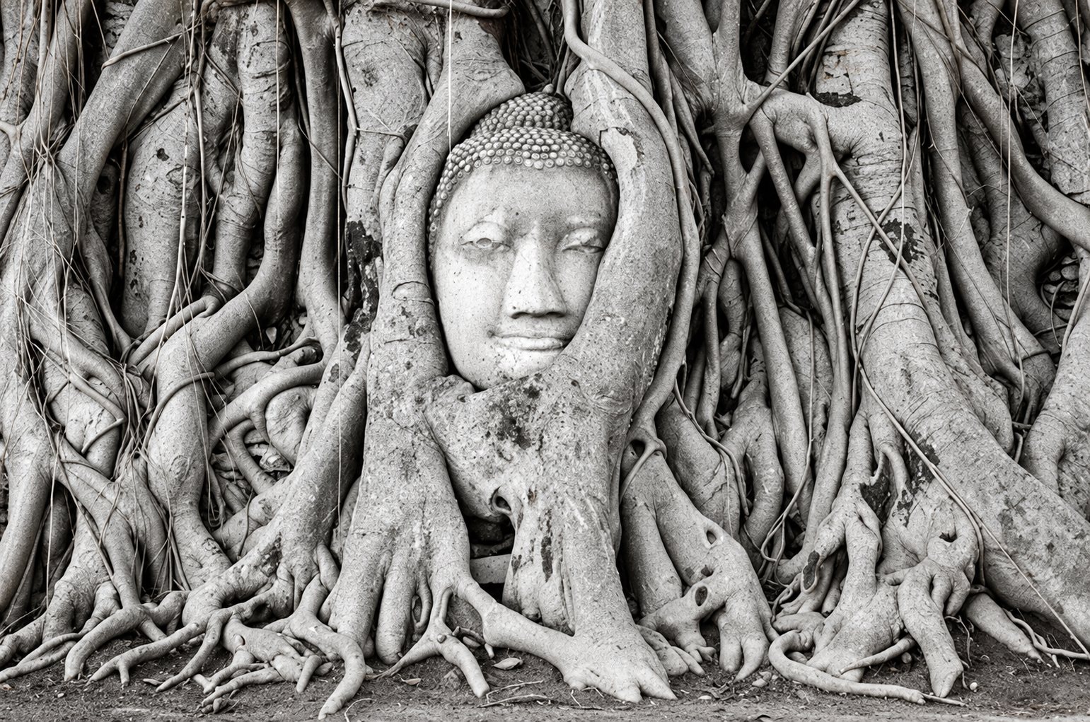 Racines d’arbre, détail de la photographie en noir et blanc